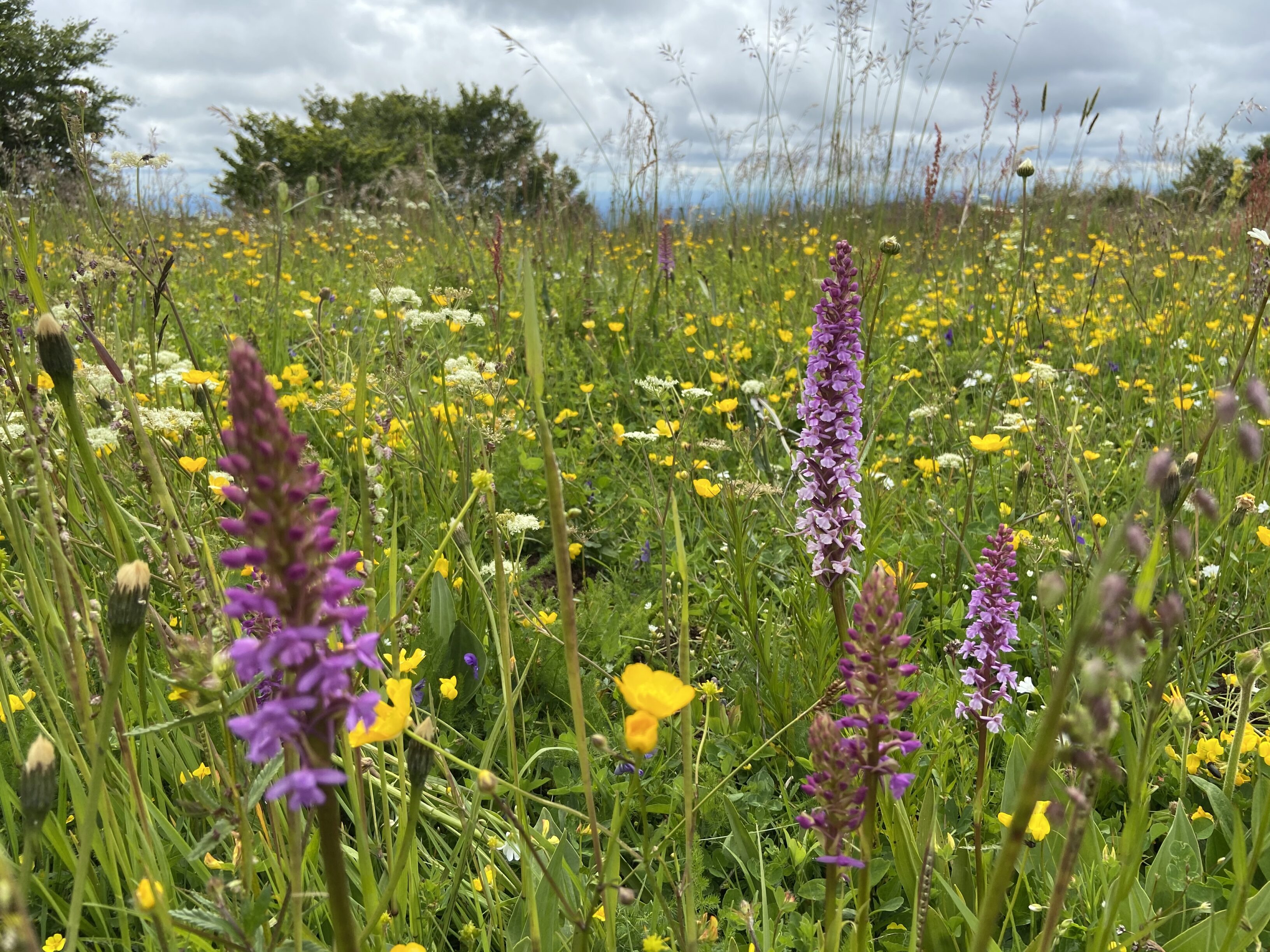 Fragrant orchids